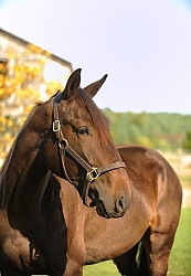 Standardbred Portrait
