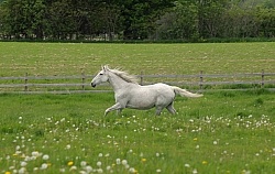 Thoroughbred Free Running