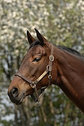 Thoroughbred Portrait