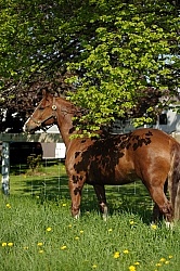 Welsh Cob Conformation