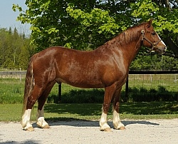 Welsh Cob Conformation