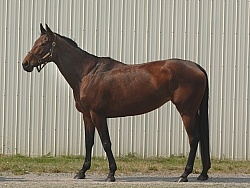 Thoroughbred Conformation
