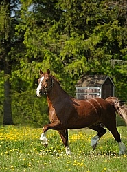 Welsh Cob Free Running