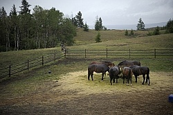 Eating From Hay Feeder