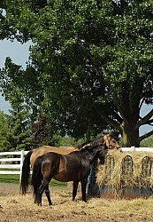 Eating From Hay Feeder