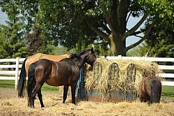 Eating From Hay Feeder