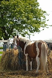 Eating From Hay Feeder