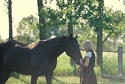Standardbred Adopted