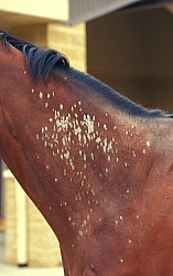 Skin Irritation, fungus