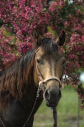 Quarter Horse Portrait Summer