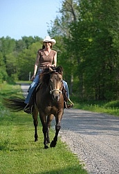 Trail Riding Quarter Horse Summer