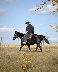 Wild Deuce Working Mountain Horse Competition