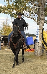 Wild Deuce Working Mountain Horse Competition