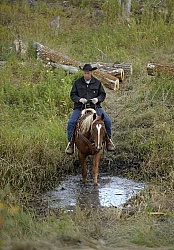 Wild Deuce Working Mountain Horse Competition