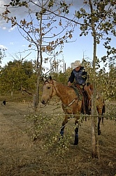 Wild Deuce Working Mountain Horse Competition