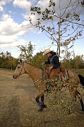 Wild Deuce Working Mountain Horse Competition