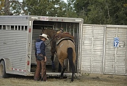 Wild Deuce Working Mountain Horse Competition