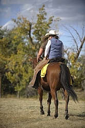 Wild Deuce Working Mountain Horse Competition