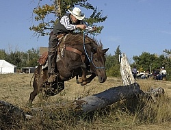 Wild Deuce Working Mountain Horse Competition