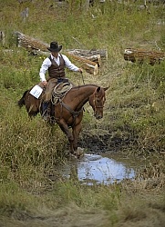 Wild Deuce Working Mountain Horse Competition