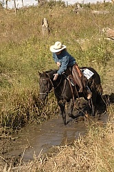 Wild Deuce Working Mountain Horse Competition