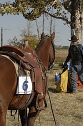 Wild Deuce Working Mountain Horse Competition