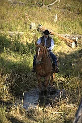 Wild Deuce Working Mountain Horse Competition