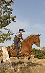 Wild Deuce Working Mountain Horse Competition