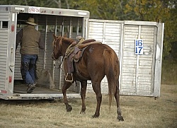 Wild Deuce Working Mountain Horse Competition