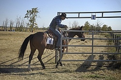 Wild Deuce Working Mountain Horse Competition