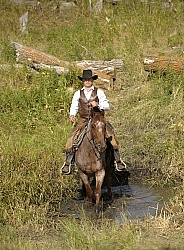 Wild Deuce Working Mountain Horse Competition