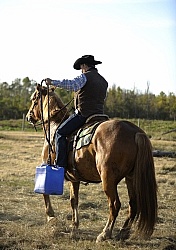 Wild Deuce Working Mountain Horse Competition