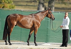 Rebecca Howard and Riddle Master WEG 2010