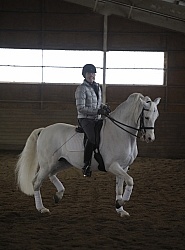  Lusitano Schooling Dressage