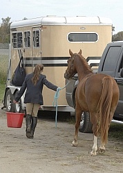 Watering Horse at Horse Show