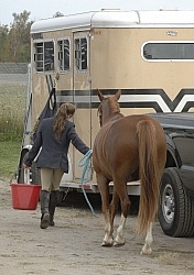  Watering Horse at Horse Show