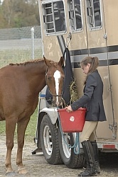  Watering Horse at Horse Show