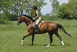 Schooling English in Summer