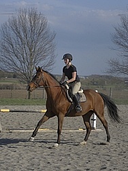 Quarter Horse Schooling Over Fences at Hilltop
