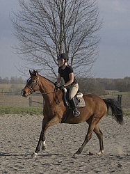 Quarter Horse Schooling Over Fences at Hilltop