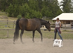 Natural Horsemanship