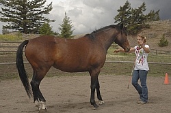 Natural Horsemanship