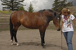 Natural Horsemanship
