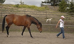 Natural Horsemanship