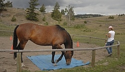 Natural Horsemanship
