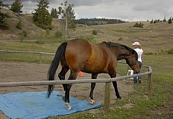 Natural Horsemanship