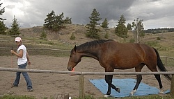 Natural Horsemanship