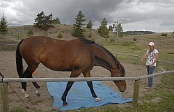 Natural Horsemanship
