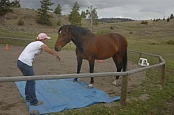 Natural Horsemanship