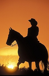 Silhoutte of Western Horse and Rider